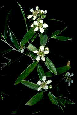 APII jpeg image of Leptospermum luehmannii  © contact APII