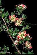 Leptospermum macrocarpum - click for larger image