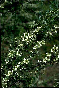 APII jpeg image of Leptospermum obovatum  © contact APII
