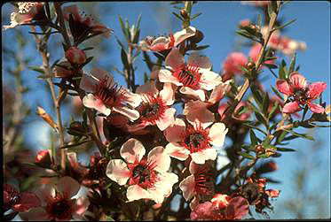APII jpeg image of Leptospermum scoparium 'Lambethii'  © contact APII