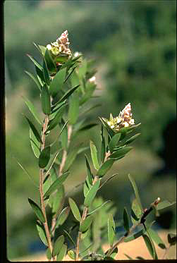 APII jpeg image of Leptospermum speciosum  © contact APII