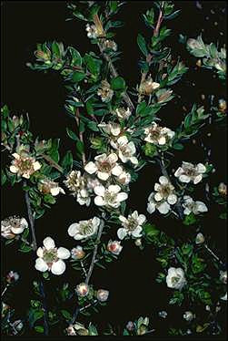 APII jpeg image of Leptospermum thompsonii  © contact APII