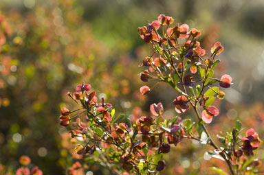 APII jpeg image of Dodonaea viscosa subsp. cuneata  © contact APII