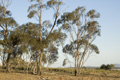 APII jpeg image of Eucalyptus viridis subsp. viridis  © contact APII