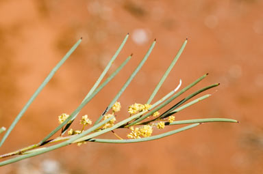APII jpeg image of Acacia havilandiorum  © contact APII