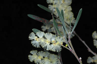 APII jpeg image of Acacia mucronata subsp. dependens  © contact APII