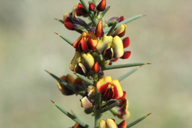 APII jpeg image of Daviesia genistifolia  © contact APII