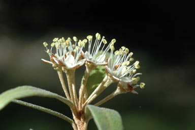 APII jpeg image of Phebalium squamulosum subsp. squamulosum  © contact APII