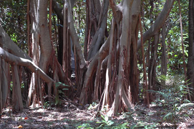 APII jpeg image of Ficus watkinsiana  © contact APII