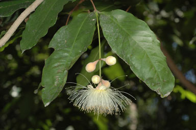 APII jpeg image of Syzygium puberulum  © contact APII