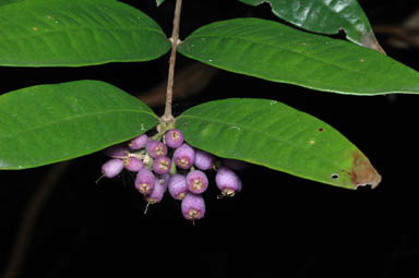 APII jpeg image of Syzygium cryptophlebium  © contact APII