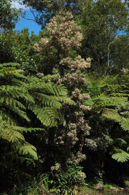 APII jpeg image of Elaeocarpus reticulatus 'Prima Donna'  © contact APII