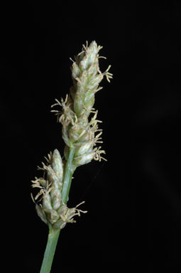 APII jpeg image of Carex  © contact APII