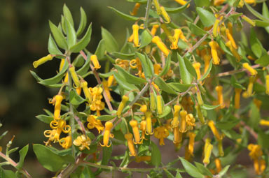 APII jpeg image of Persoonia myrtilloides subsp. cunninghamii  © contact APII