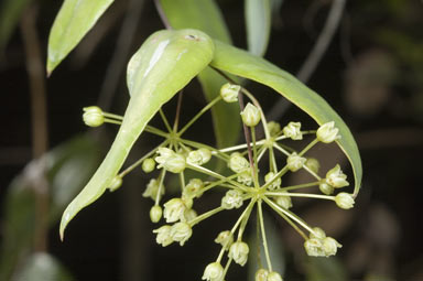 APII jpeg image of Smilax glyciphylla  © contact APII