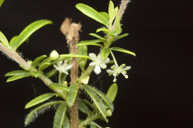 APII jpeg image of Micrantheum ericoides  © contact APII