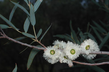 APII jpeg image of Eucalyptus deuaensis  © contact APII
