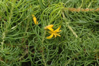 APII jpeg image of Persoonia teuifolia  © contact APII