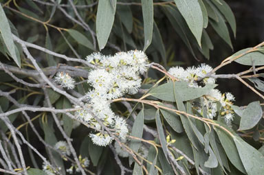 APII jpeg image of Eucalyptus stellulata  © contact APII