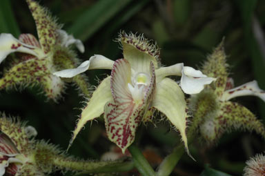 APII jpeg image of Dendrobium finisterrae  © contact APII