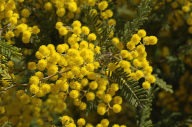 APII jpeg image of Acacia cardiophylla  © contact APII