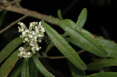 APII jpeg image of Zieria furfuracea subsp. furfuracea  © contact APII