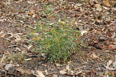APII jpeg image of Acacia praetermissa  © contact APII