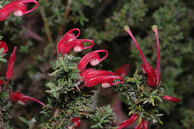 APII jpeg image of Grevillea lavandulacea subsp. rogersii  © contact APII