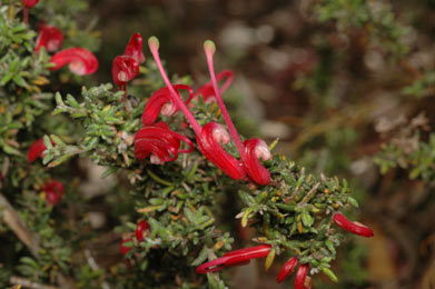 APII jpeg image of Grevillea lavandulacea subsp. rogersii  © contact APII