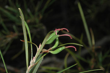 APII jpeg image of Grevillea sericea subsp. riparia  © contact APII