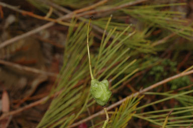 APII jpeg image of Grevillea plurijuga subsp. plurijuga  © contact APII