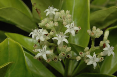 APII jpeg image of Psychotria poliostemma  © contact APII