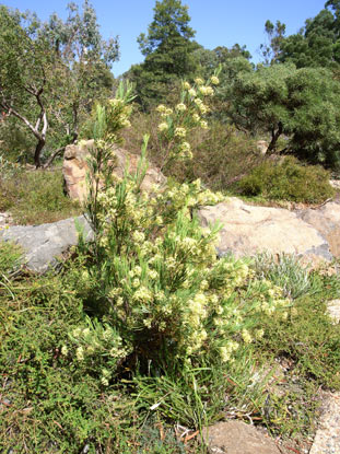 APII jpeg image of Stenocarpus angustifolia  © contact APII