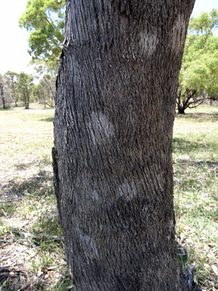 APII jpeg image of Eucalyptus sparsa  © contact APII