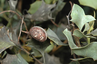 APII jpeg image of Grevillea wickamii subsp. aprica  © contact APII