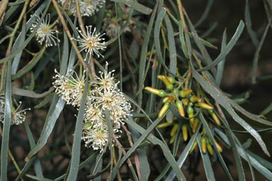 APII jpeg image of Eucalyptus spathulata  © contact APII