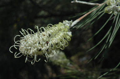 APII jpeg image of Grevillea albiflora  © contact APII