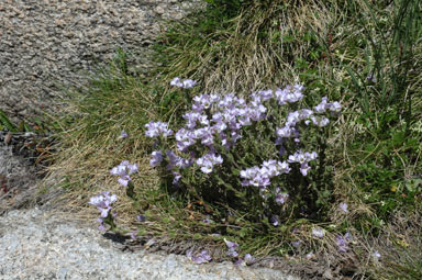 APII jpeg image of Euphrasia collina subsp. diversicolor  © contact APII