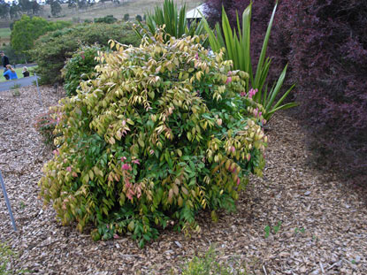 APII jpeg image of Syzygium 'Cascade'  © contact APII