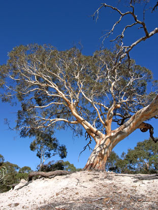 APII jpeg image of Eucalyptus mannifera subsp. mannifera  © contact APII