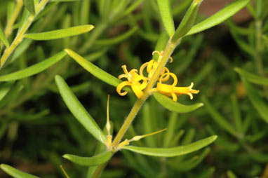 APII jpeg image of Persoonia mollis subsp. ledifolia  © contact APII