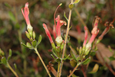 APII jpeg image of Adenanthos glabrescens subsp. exasperatus  © contact APII