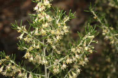 APII jpeg image of Olearia subspicata  © contact APII