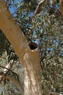 APII jpeg image of Eucalyptus manifera  © contact APII