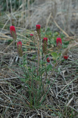 APII jpeg image of Trifolium incarnatum var. incarnatum  © contact APII