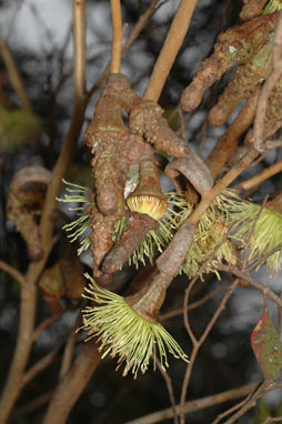 APII jpeg image of Eucalyptus megacornuta  © contact APII