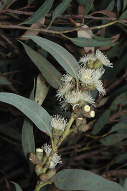 APII jpeg image of Eucalyptus conglobata subsp. perata  © contact APII