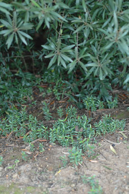 APII jpeg image of Olea europaea subsp. cuspidata  © contact APII