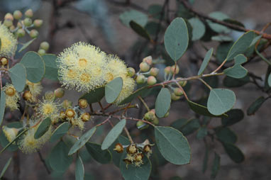 APII jpeg image of Eucalyptus orbifolia  © contact APII