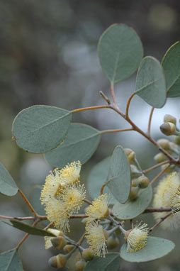 APII jpeg image of Eucalyptus orbifolia  © contact APII